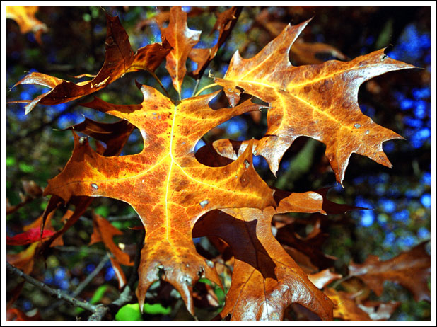 brown-leaf.jpg