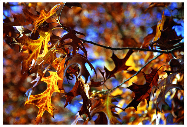 brown-leaves.jpg