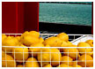 lemons-thm.jpg