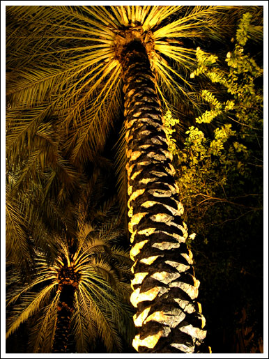 palm_tree.jpg