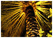 palm_tree_thm.jpg