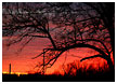 sunset-tree2-thm.jpg