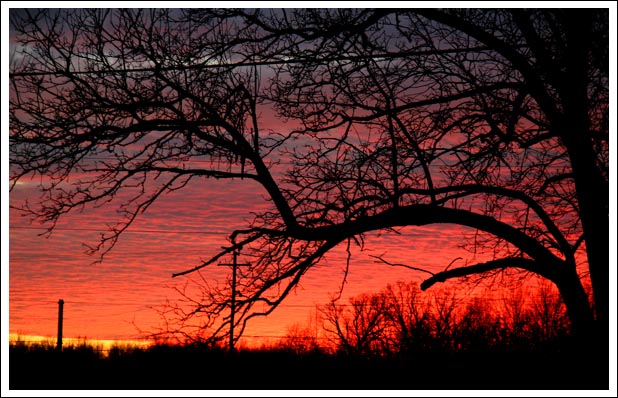 sunset-tree2.jpg