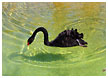 black-swan01-thm.jpg