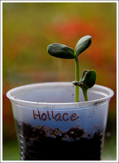 hollaceplant.jpg