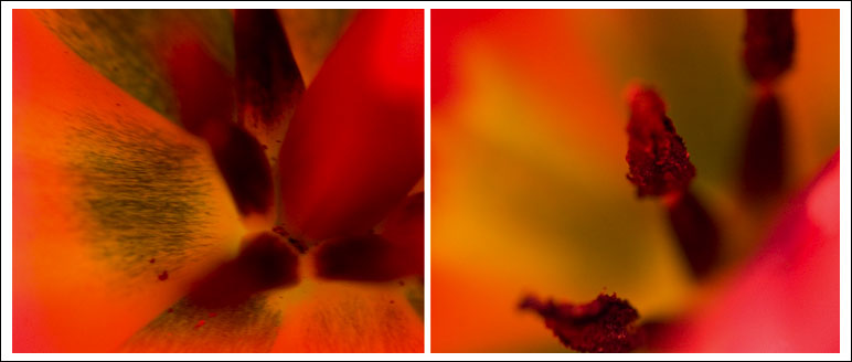 inside-the-tulip.jpg