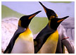 penguins02-thm.jpg