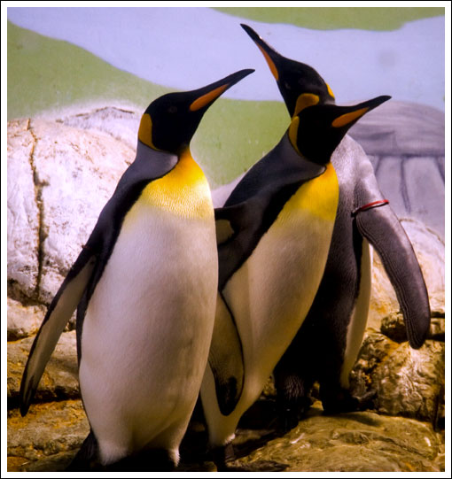 penguins02.jpg