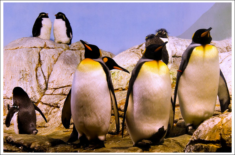 penguins17.jpg