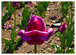 dying-tulips02-thm.jpg