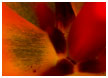 inside-the-tulip-thm.jpg