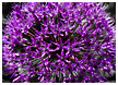 purpleball-thm.jpg