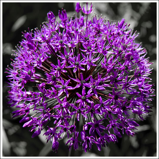 purpleball.jpg