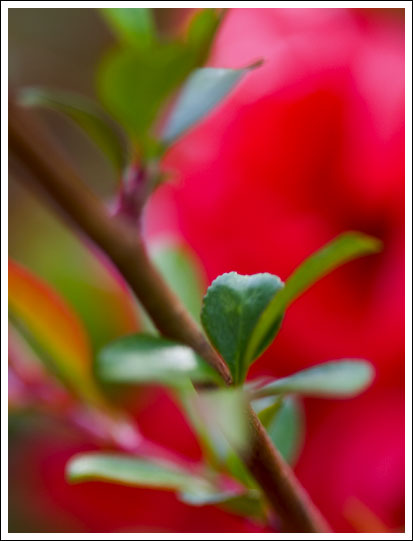 redflowering05.jpg