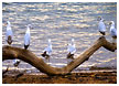 seagulls05-thm.jpg