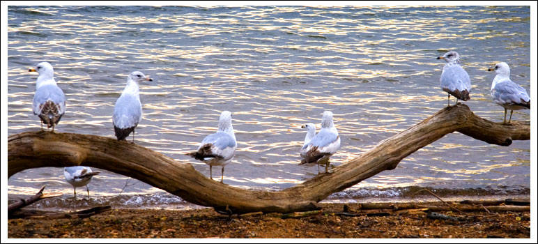 seagulls05.jpg