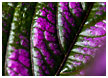 botanical-gardens95-thm.jpg