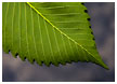 leaf-car04-thm.jpg
