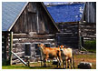 barn-cows08-thm.jpg