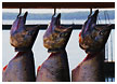 salmon-thm.jpg