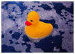 duck-in-tub02-thm.jpg