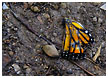 butterfly-wing-thm.jpg