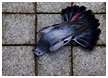 dead-pigeon03-thm.jpg
