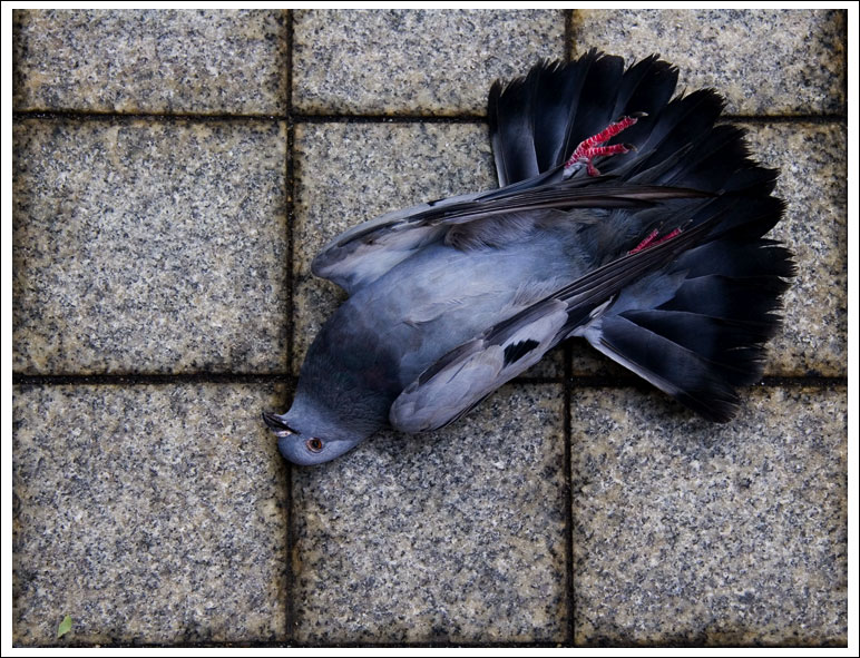 dead-pigeon03.jpg