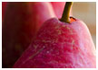 ripe-pears14-thm.jpg