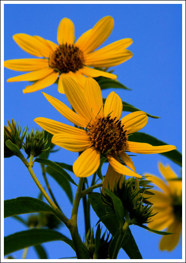 daisies-in-the-sky11.jpg