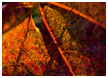 leaf-macro03-thm.jpg