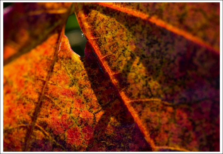 leaf-macro03.jpg