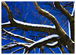 snowy-tree008-thm.jpg