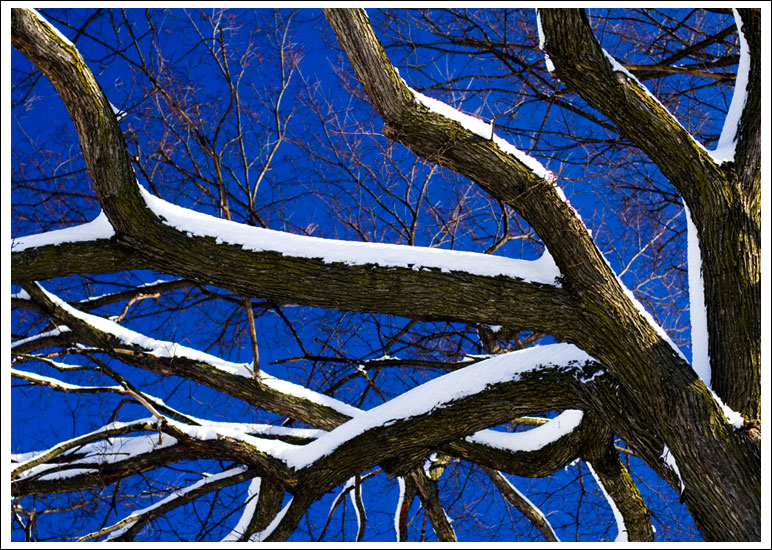 snowy-tree008.jpg