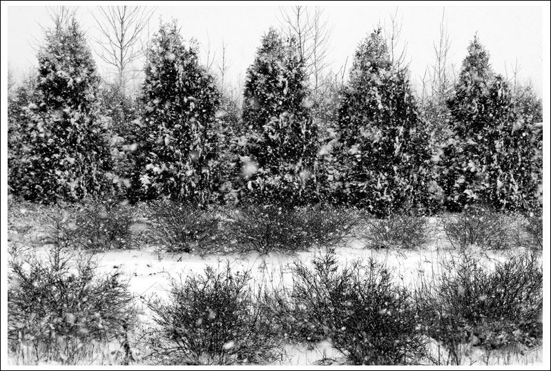 snowy-trees04.jpg