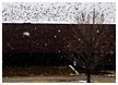 birds-and-snow-thm.jpg