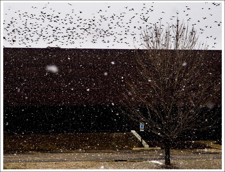 birds-and-snow.jpg