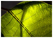 poinsetta-leaves003-thm.jpg