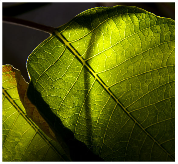 poinsetta-leaves003.jpg