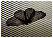moth004-thm.jpg