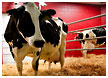 cows-birthing-cows006-thm.jpg