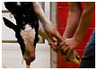 cows-birthing-cows011-thm.jpg