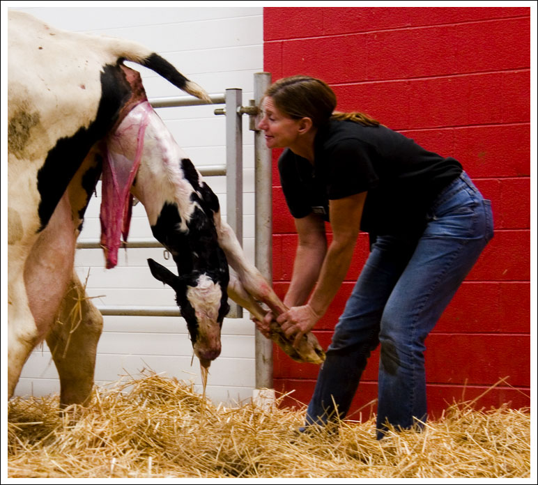 cows-birthing-cows011.jpg