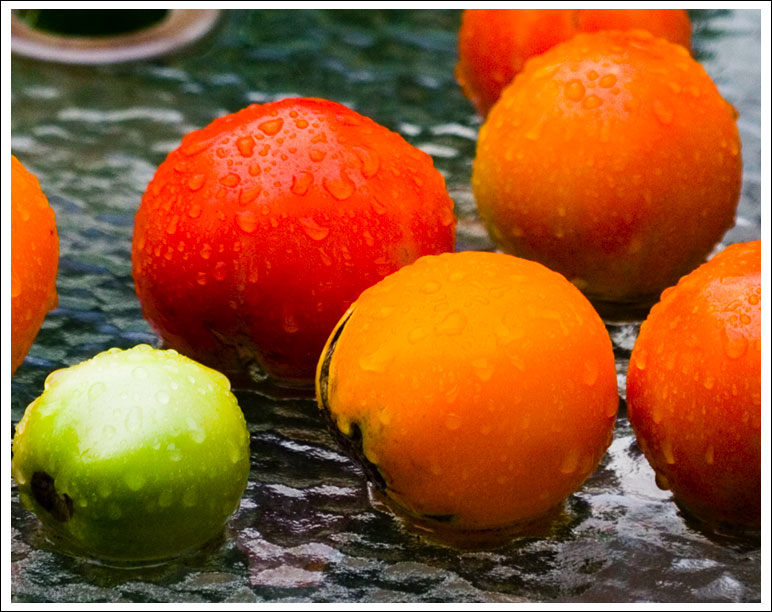 tomatoes-in-rain001.jpg