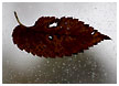 leaf-on-window001-thm.jpg