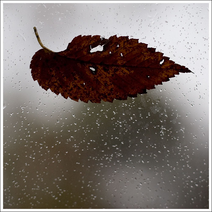 leaf-on-window001.jpg