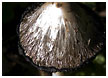 mushrooms001-thm.jpg