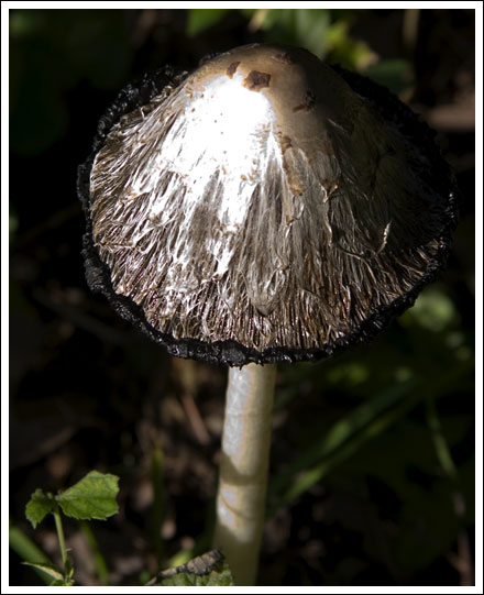 mushrooms001.jpg