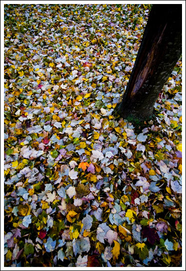 yard-fall024.jpg