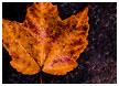 leaf-on-floor001-thm.jpg